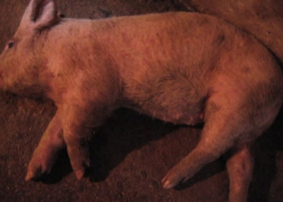 5357cc��˹ά��˹(�й�)���޹�˾����