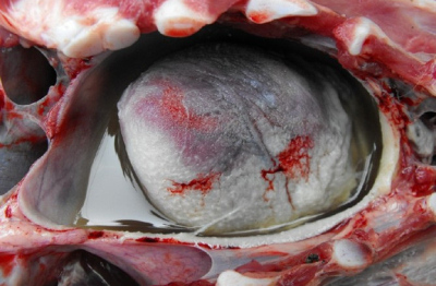 5357cc��˹ά��˹(�й�)���޹�˾����