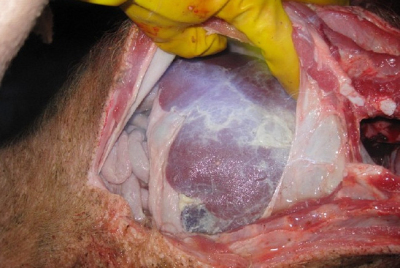 5357cc��˹ά��˹(�й�)���޹�˾����