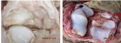 5357cc��˹ά��˹(�й�)���޹�˾����