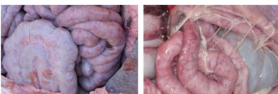 5357cc��˹ά��˹(�й�)���޹�˾����