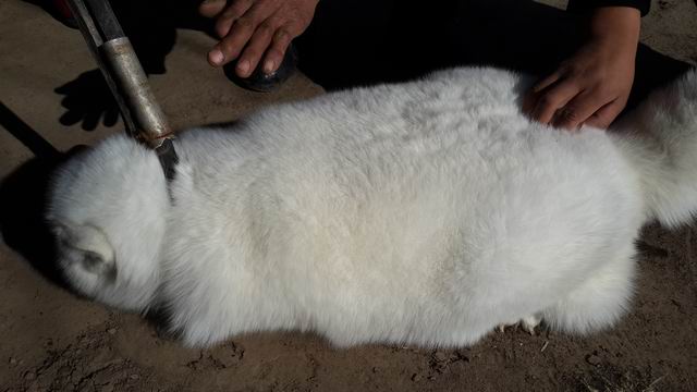 5357cc��˹ά��˹(�й�)���޹�˾����