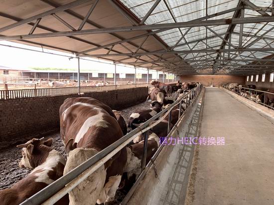 5357cc��˹ά��˹(�й�)���޹�˾����