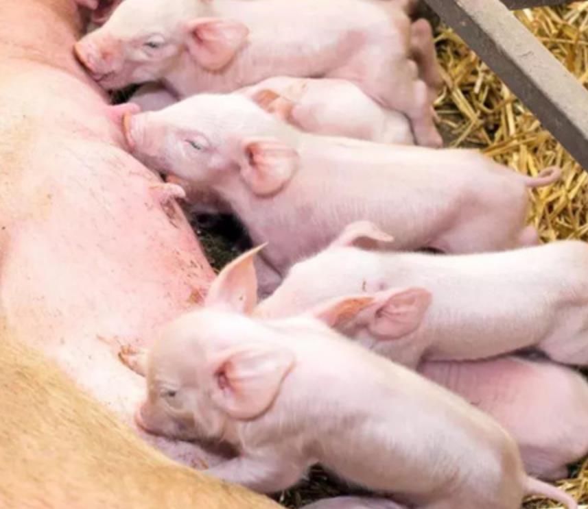 5357cc��˹ά��˹(�й�)���޹�˾����