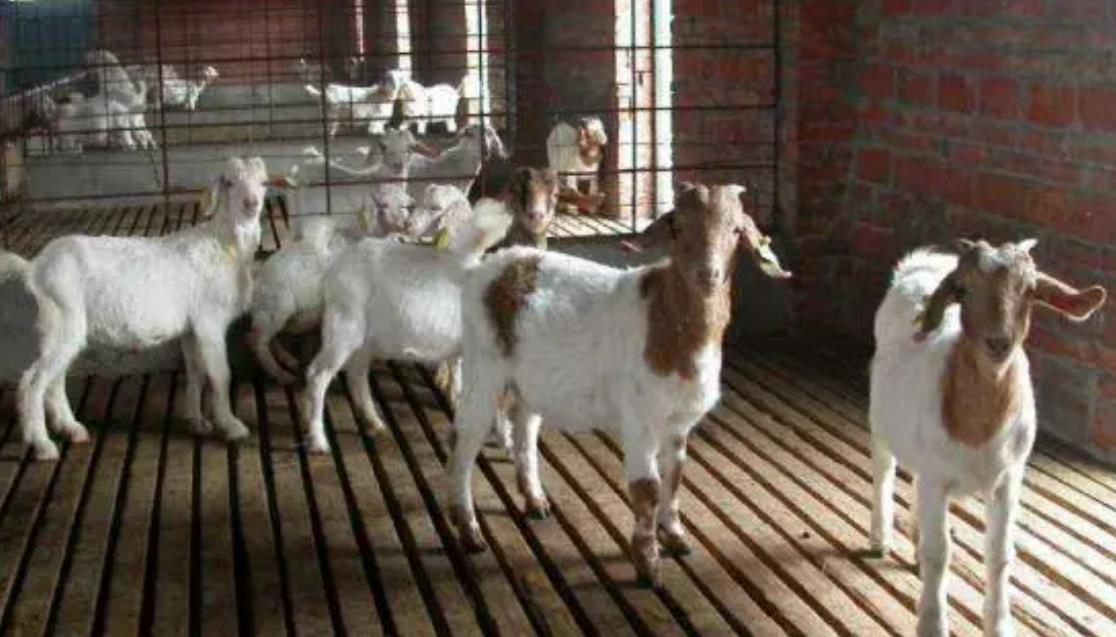 5357cc��˹ά��˹(�й�)���޹�˾����