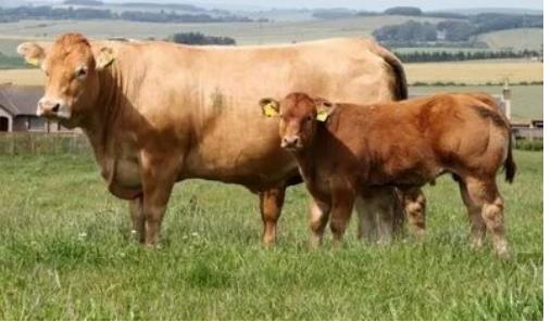 5357cc��˹ά��˹(�й�)���޹�˾����