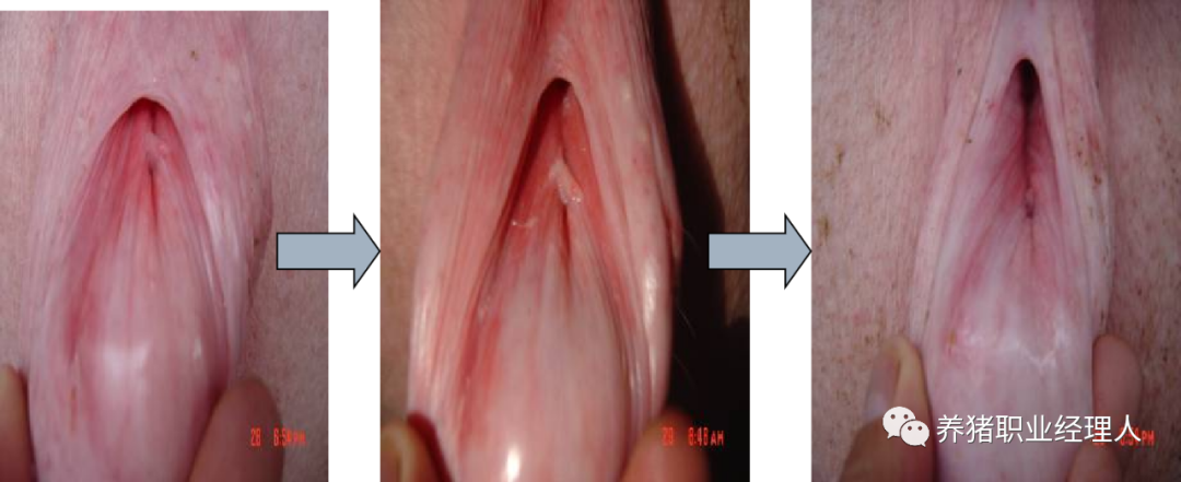 5357cc��˹ά��˹(�й�)���޹�˾����