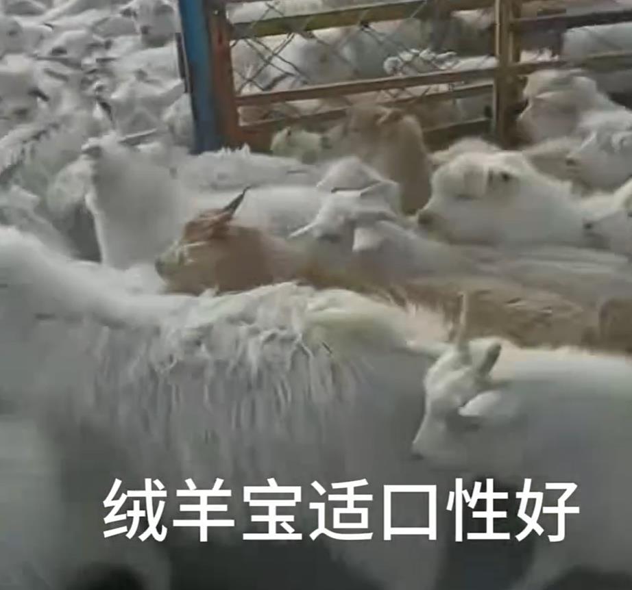 5357cc��˹ά��˹(�й�)���޹�˾����