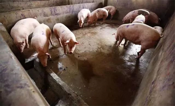 5357cc��˹ά��˹(�й�)���޹�˾����