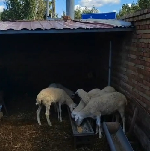 5357cc��˹ά��˹(�й�)���޹�˾����