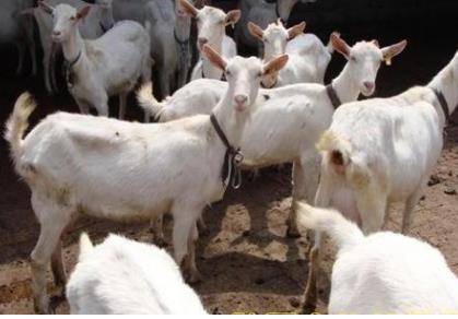 5357cc��˹ά��˹(�й�)���޹�˾����