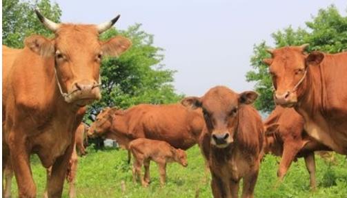 5357cc��˹ά��˹(�й�)���޹�˾����