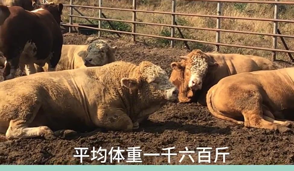 5357cc��˹ά��˹(�й�)���޹�˾����