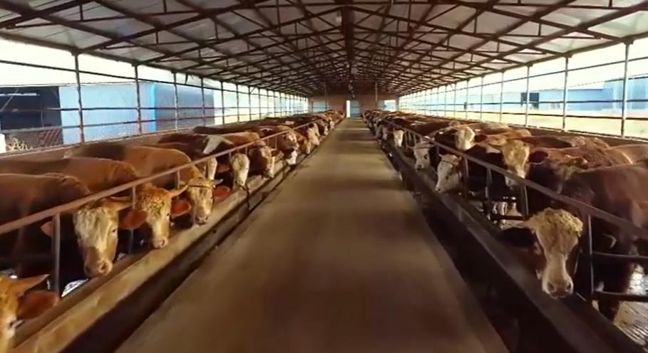 5357cc��˹ά��˹(�й�)���޹�˾����