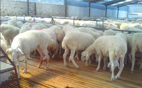 5357cc��˹ά��˹(�й�)���޹�˾����