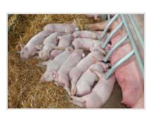 5357cc��˹ά��˹(�й�)���޹�˾����