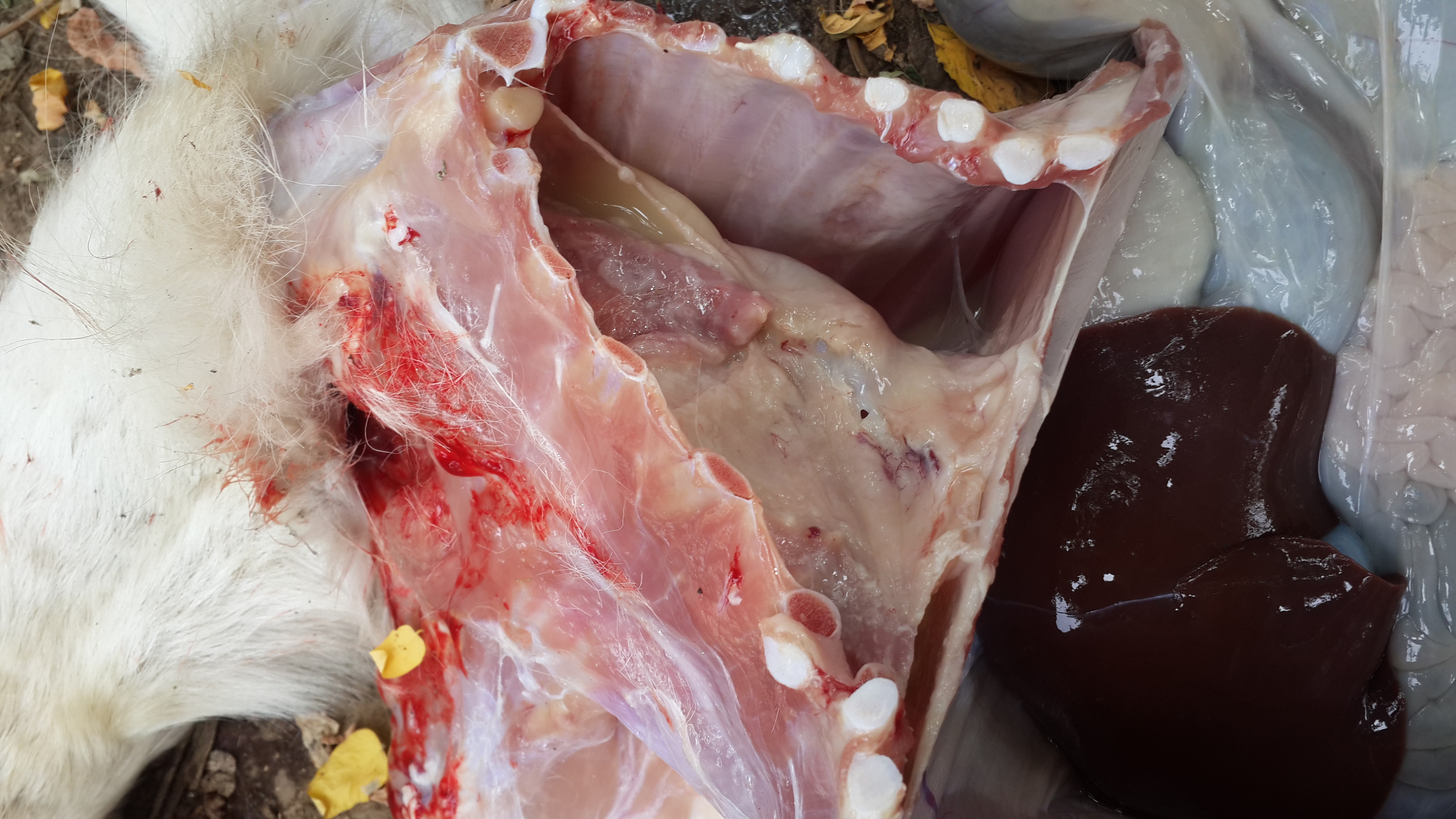 5357cc��˹ά��˹(�й�)���޹�˾����