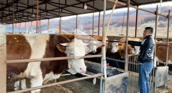 5357cc��˹ά��˹(�й�)���޹�˾����