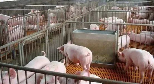 5357cc��˹ά��˹(�й�)���޹�˾����