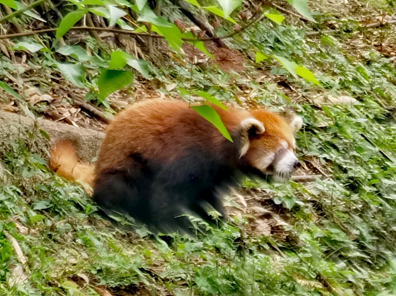 5357cc��˹ά��˹(�й�)���޹�˾����