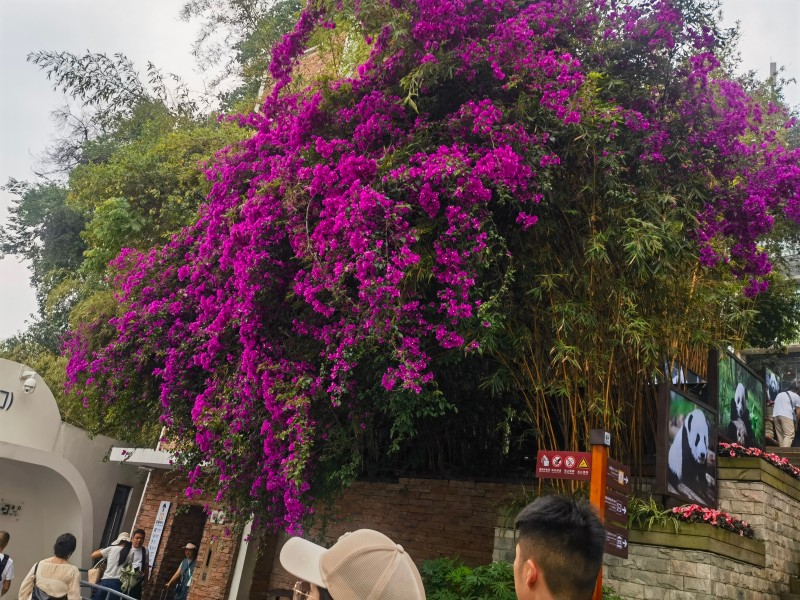 5357cc��˹ά��˹(�й�)���޹�˾����