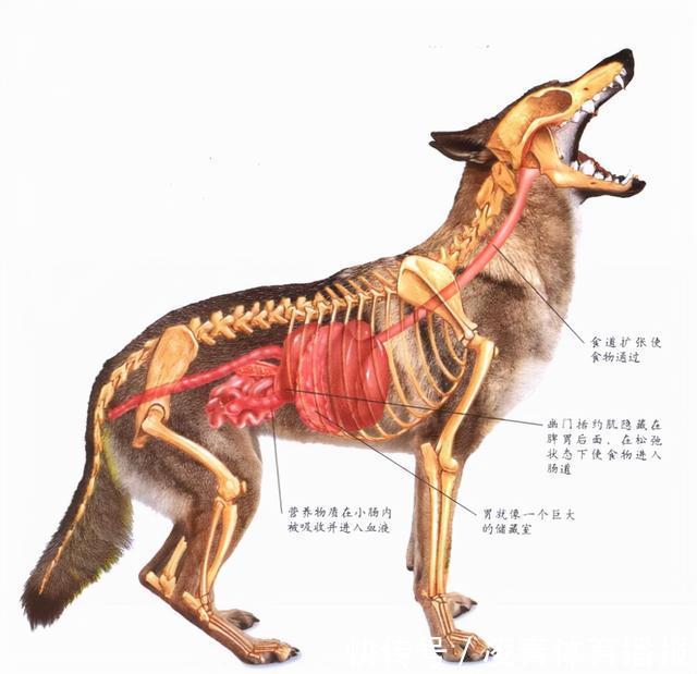 5357cc��˹ά��˹(�й�)���޹�˾����